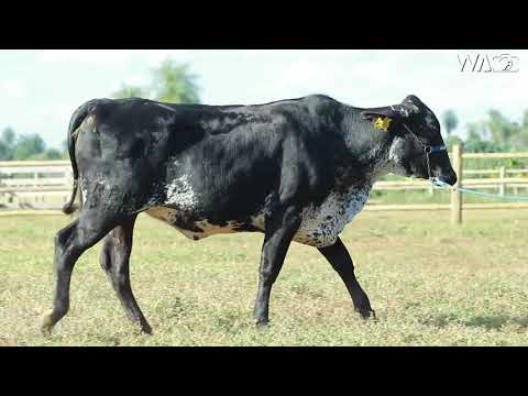 LOTE 36 - 0483 BL - 7º Leilão Gir & Girolando Genética Aditiva