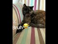 My cat singing with a funny mouth