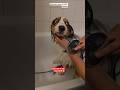 Simbaрџђ Shawer Today Pets France Doggielife Puppy 2025 Trending Tiktok Instagram Simbaрџђ Shawer Today Pets France Doggielife Puppy 2025 Trending Tiktok Instagram