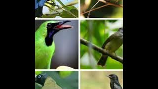 Suara pikat burung cucak biru,ijo,,rante gading,srigunting,kurincang,new 2020 ampuh.