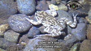 Sapito de 4 ojos (Pleurodema thaul)