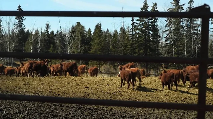 McDonald's Sustainable Beef Pilot Summary