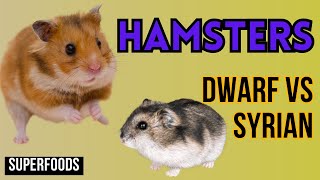 Differences between dwarf hamster and Syrian hamster