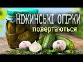 НІЖИНСЬКІ ОГІРКИ ПОВЕРТАЮТЬСЯ У Банках За 500 Гривень Чи Готові Ви Заплатити За Відродження Сорту?