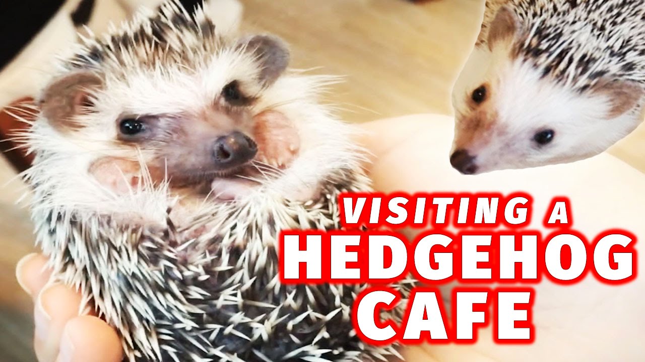 4 Animal Cafes Around the World That Go Way Beyond Cats | MyRecipes