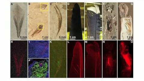 ‪X-Ray Reveals Fossil Secrets‬‏