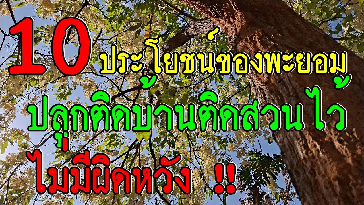 10 ประโยชน์ของพะยอม เมื่อท่านปลูกติดบ้านติดสวนไว้ รับรองได้ว่าคิดไม่ผิด