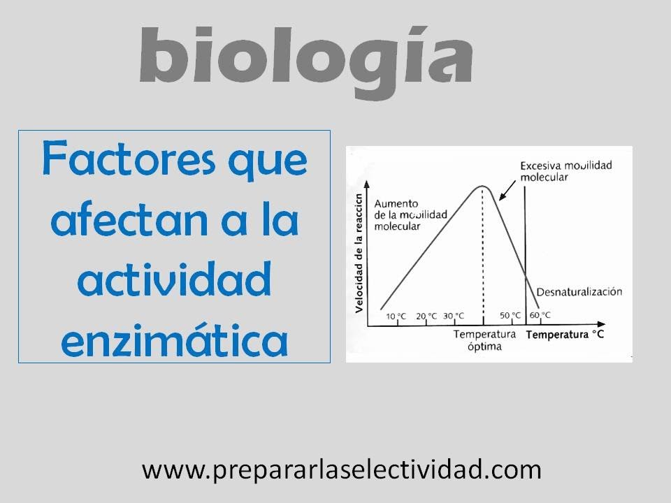 Factores que afectan a la actividad enzimática YouTube Factores que afectan a la actividad enzimática YouTube