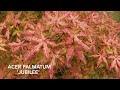 Acer palmatum jubilee in my new maple garden  japanese maples