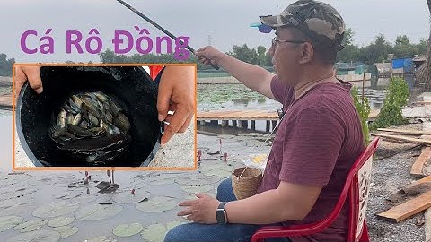 Hồ Cánh Đồng Gió... câu cá rô đồng bằng cây cần câu 65k huyền thoại... #caucavip #carodong #cadong