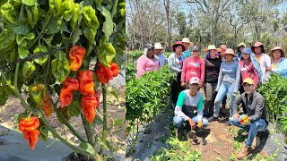 Huerta del más picante | CHILE HABANERO | Iniciando cultivo con 10 mil plantas