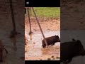 "Wildschwein mit Armbrust erlegt – perfekter Schuss!" #boarhunting #wildernessseason #boarhunting