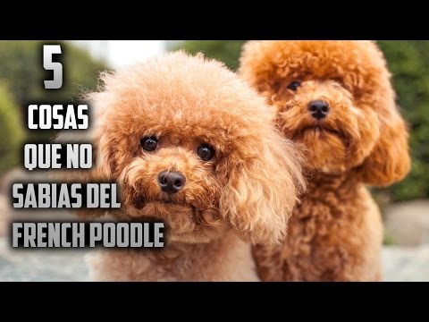 Top 5 Curiosidades Del French Poodle hqdefault