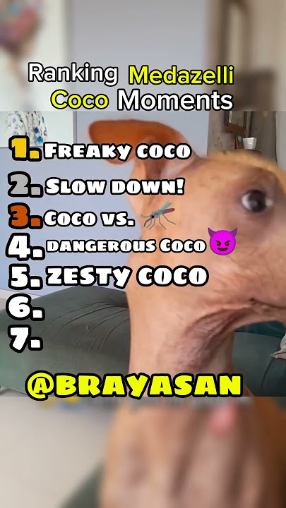 BEST COCO MOMENTS 😂 #rank #funny #tiktok #animals #viralvideo #coco