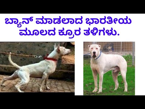 ವಿದೇಶಗಳಲ್ಲಿ ಬ್ಯಾನ್ ಆದ ೨ ಭಾರತೀಯ ನಾಯಿ ತಳಿಗಳು | Gull terrier facts in Kannada | gull dong facts in Kann