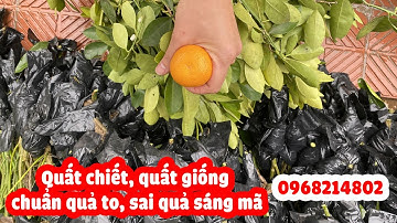 Cành quất chiết, quất giống chuẩn quả to sai quả. Nhà vườn ship hàng đi toàn quốc.