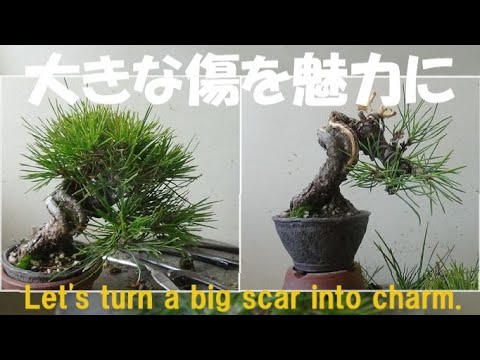 春嘉　小品盆栽 盆栽工房 春嘉 - YouTube