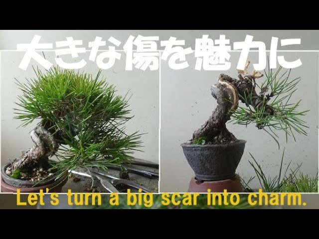 盆栽工房 春嘉 #164 【杜松の剪定改作】小さく作れる杜松で、ミニ盆栽