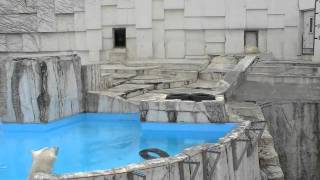 なかなか起きないホッキョクグマ〜Polar Bear,swimming mother & sleeping cub