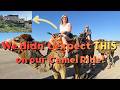 Agadir We Didn T Expect This On Our Camel Ride Agadir We Didn T Expect This On Our Camel Ride
