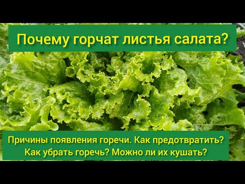 Почему горчит листовой салат / листья салата горчат/ как убрать горечь из салатных листьев