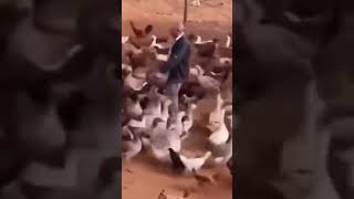 Animal Fun