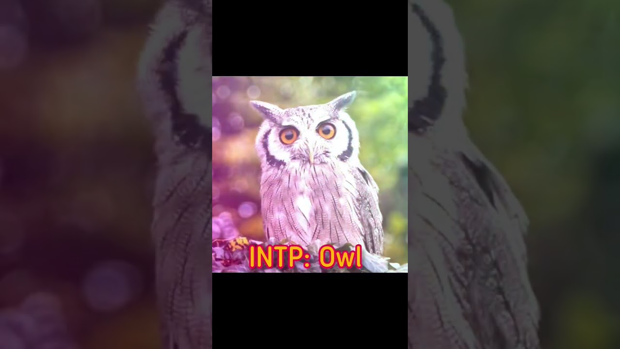 MBTI Types as Animals: Discover Your Inner Creature 