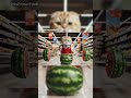 While lifting a watermelon barbell, I was told to add more weight 😅😺
