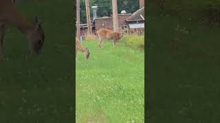 Nice Spike and some Doe's. #deer #antlers #up #michigan #shorts #reels #nature #animals #subscribe