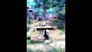 Xin Xin, the panda, is so cute!