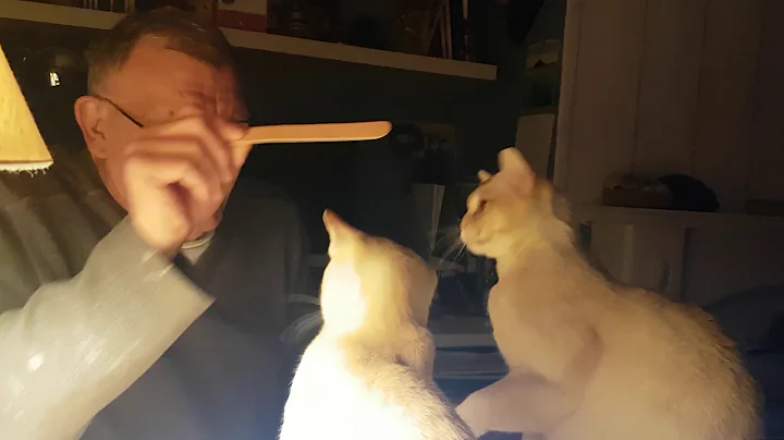 Watch the video about Red burmese kittens at play