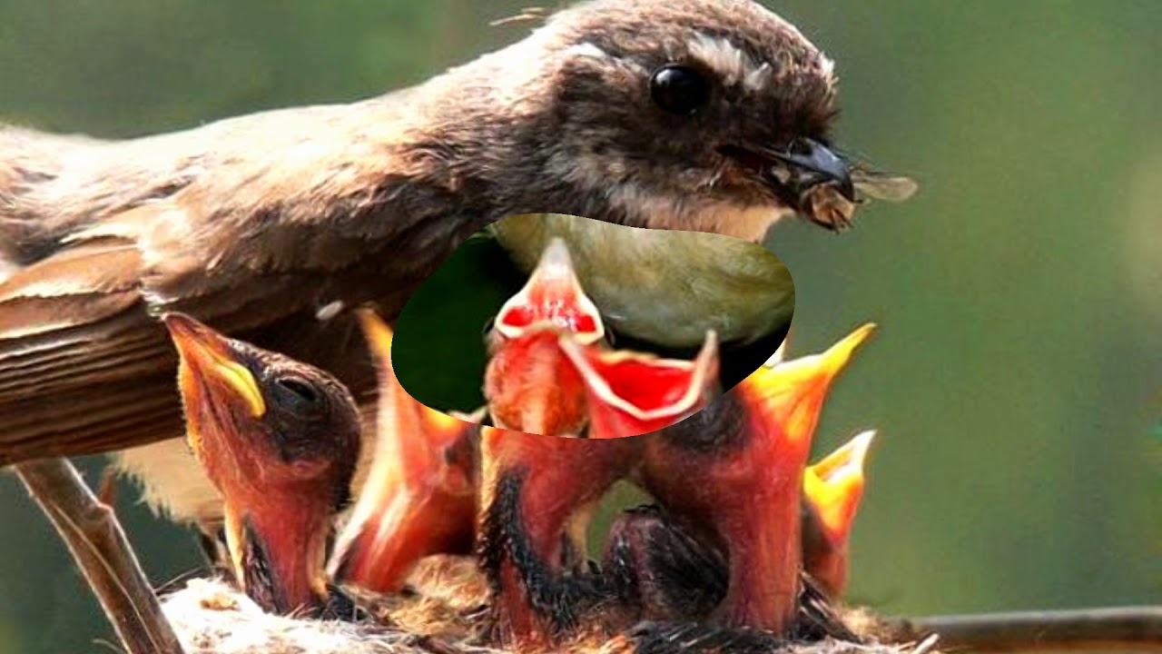 Mother bird feeding baby birds (HD1080p) - YouTube