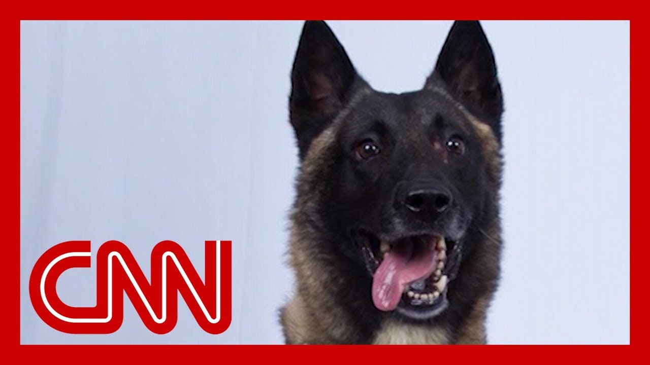 a dog helped take down the leader of isis