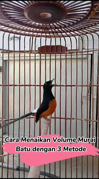Download lagu Cara Menaikan Volume Murai Batu Dengan 3 Metode 🔥 #shorts