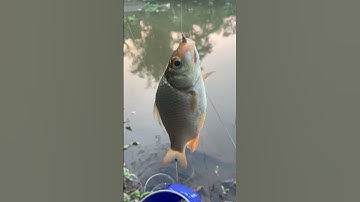 Câu cá diếc mùa đông