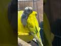 My Budgie’s Favorite Way to Cuddle with each other 🥰