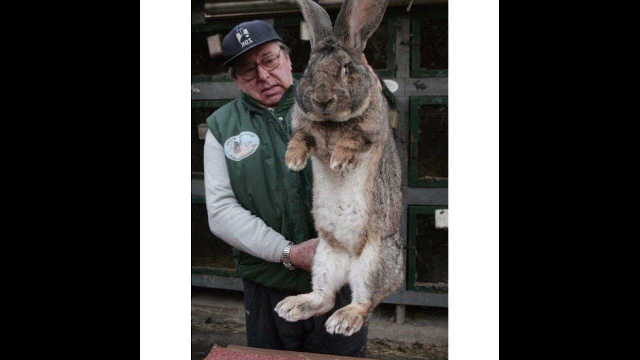 The biggest rabbit in the world 🇬🇧 t named Ralph, from the UK, became a