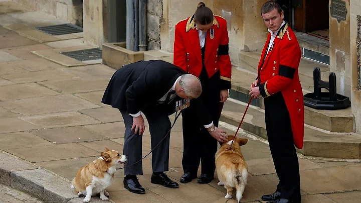 Buckingham Palace gives update on Queen Elizabeth's corgis after Andrew's royal ouster