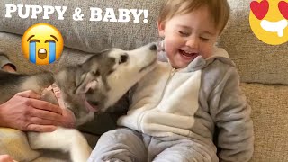 Husky Puppy Scares & Hurts Baby But Says Sorry & Becomes Best Friends! [READ DESCRIPTION!]