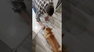 Playing with Yuji The Shiba Inu #short #shorts