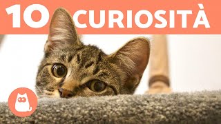 10 CURIOSITÀ sui GATTI Cose da sapere