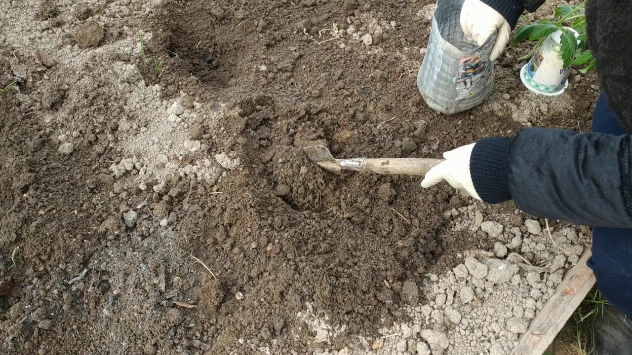 Что положить в лунку при посадке картофеля. Лунки для рассады. Лунки для томатов. Лунки для рассады помидор. Лунки для рассады в теплице.