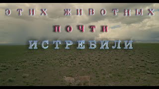 Вид на грани исчезновения. Видео охота на Сайгаков.