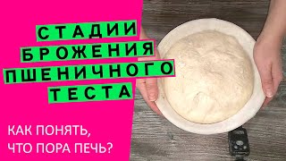 Стадии🍞 брожения пшеничного теста: как😲😲 определить, что пора⌛ печь?