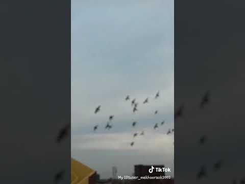 علي كل لون شوفتك يادنيا