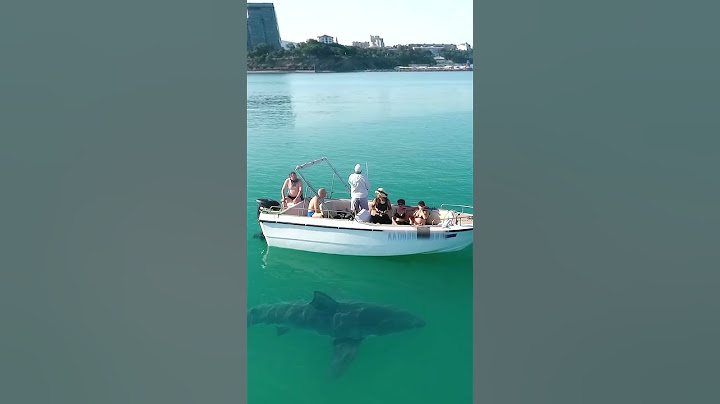 Анапа. Большая акула🦈 веган🤣 в Черном море, не кусается. Шутка