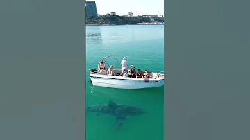 Анапа. Большая акула🦈 веган🤣 в Черном море, не кусается. Шутка