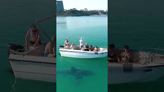 Анапа. Большая акула🦈 веган🤣 в Черном море, не кусается. Шутка