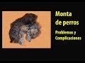 Monta de perros Problemas y complicaciónes