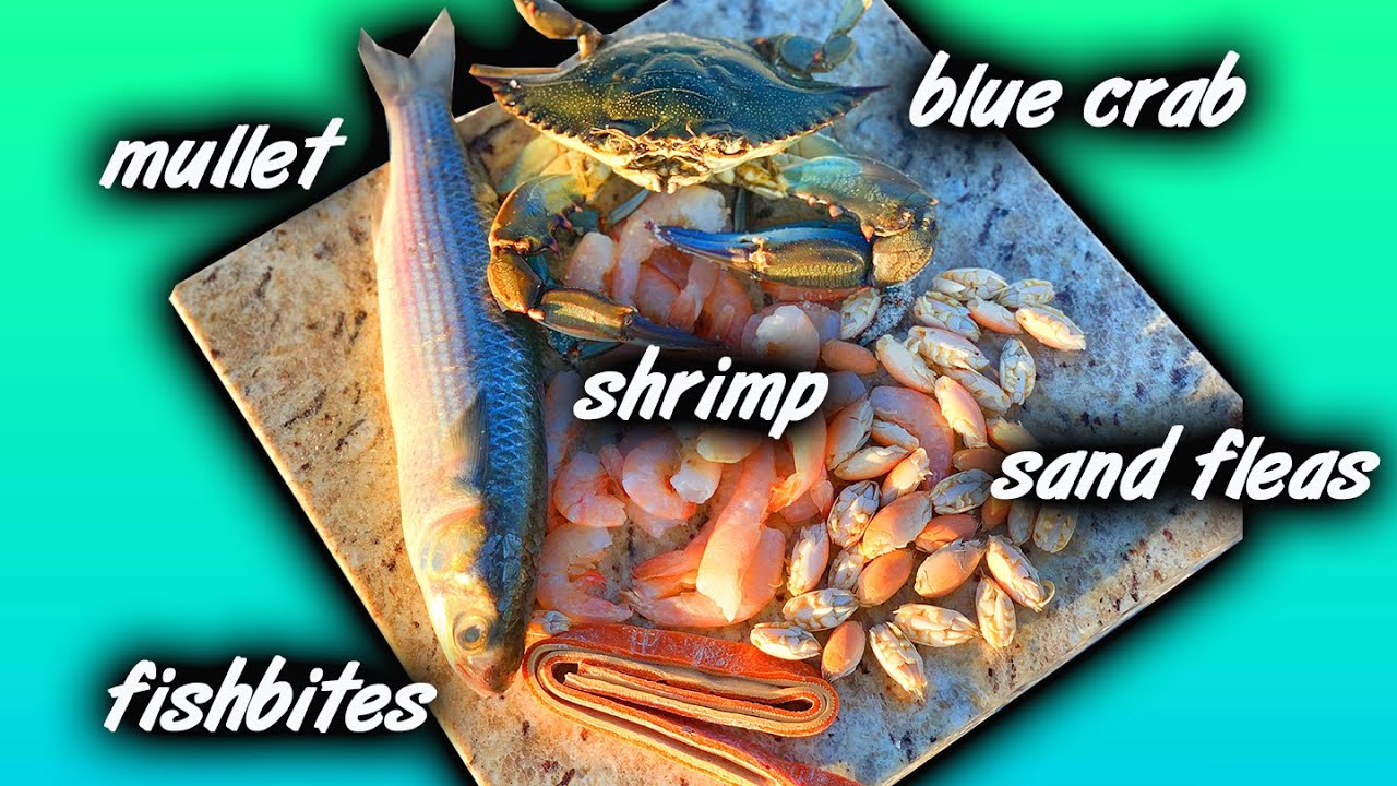 TOP 5 BAITS FOR SURF FISHING! 